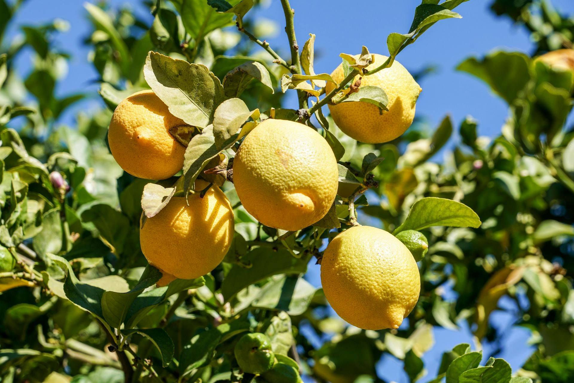 limones en arbol