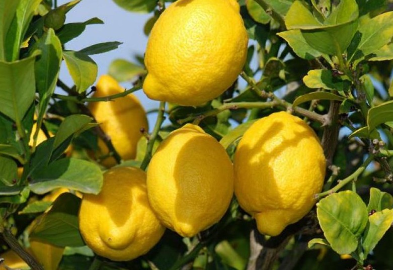 Arbol limonero