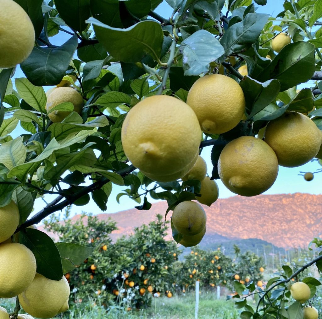 limones campo