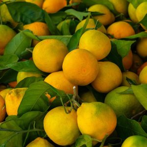 naranjas zumo