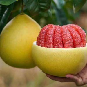 pomelo rojo star ruby