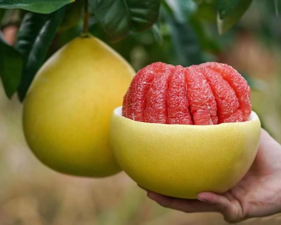 pomelo rojo star ruby